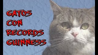 Gatos con records Guinness