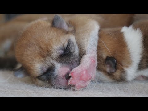 じいちゃんの秋田犬【大家族編】#3 自我の芽生え/秋田