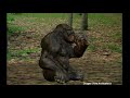 A handfull of fox   gorilla vore animation