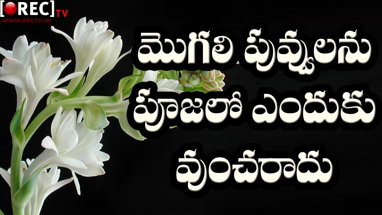 reason behind mogali not used in hindu pooja rectv mystery youtube reason behind mogali not used in hindu pooja rectv mystery
