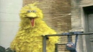 Rdarkhumorandmemes Big Bird Cant Stop Laughing...