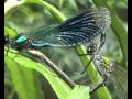 Banded Damselfly mating and laying on River Severn Worcester