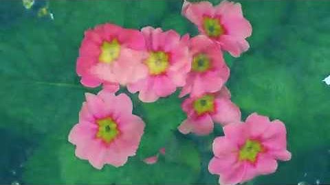 Shouf (Official video) - Flugen & Frida