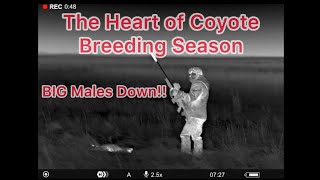 THIS THERMAL/HUNTER IS INSANE! | Coyote Breeding Season Chaos! March Hunting Highlights!