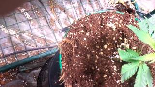 Veg-bloom-clones.