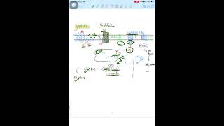 How GPCR-PLC Signaling Drives Cellular Activities #lifescience #csirnet #science #neet #biology