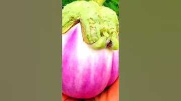 The Rose Bianca Eggplant #tnog #gardening #neworleans #zone9 #bakercreek #eggplant