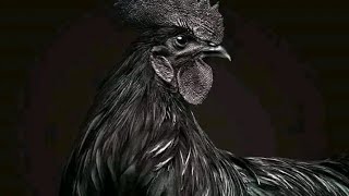 دجاج أيام سيماني الأسود / الدجاج الاسود اغلى دجاج لامبورجينى