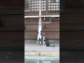 子猫たちが参拝にきた。Playful Kittens at the Shrine🐾