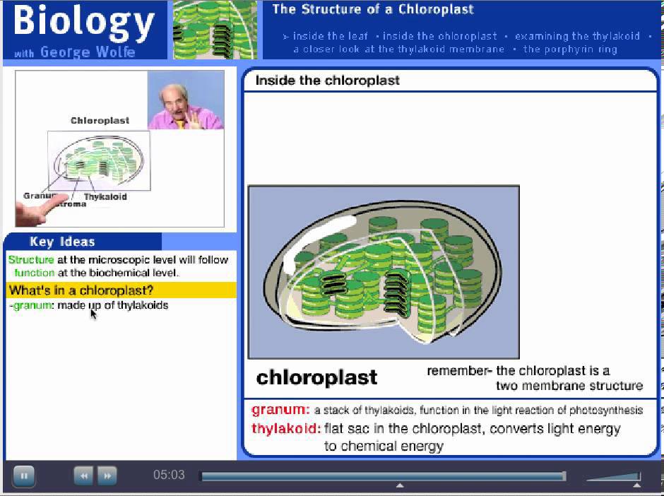 structure of chloroplast - YouTube