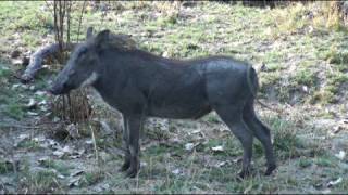 Warthogs Walking Toward Us