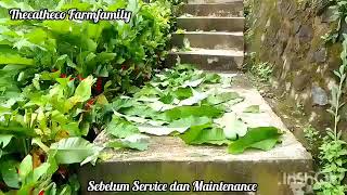 Jasa Design, Maintenance and Service Garden//Permacultur and Tropical//by Thecatheco Farmfamily