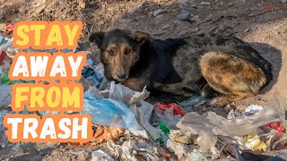 Train a Dog to Stay Out of the Trash by Keeping Pet 214 views 10 months ago 4 minutes, 49 seconds