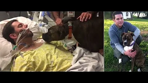 This is the heartbreaking moment a devoted dog gav...