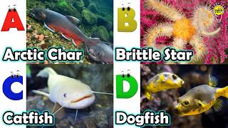 Cute ocean animals | ABC phonics animals | ABC Sea Animals song | English and Animals for Kids