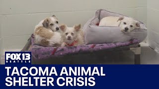 Tacoma animal shelter battling overcrowded kennels | FOX 13 Seattle