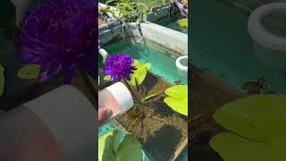 8/31のメダカに餌やりサンシャイン&熱帯睡蓮アンチャン 1 #flowers #ビオトープ #メダカ #めだか #plants #アクアリウム #ガーデニング #園芸 #nature