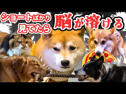 ショートの見過ぎが原因ぜんぶたぶん