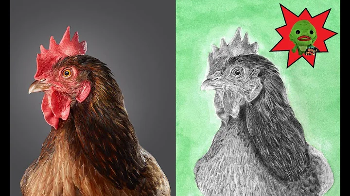 Chicken Portrait Sketches - Source Photo Comparison