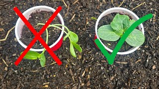 Mistakes To Avoid when Growing Watermelon Seed Starts