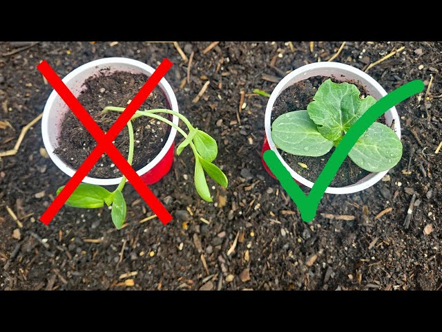 Mistakes To Avoid when Growing Watermelon Seed Starts - YouTube