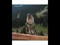 Woodland Creature Sounds Just Like Blixa Bargeld