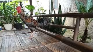 Pelung jalak borontok