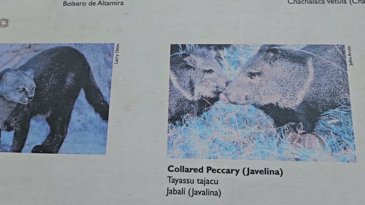 Bentsen State Park Part 1