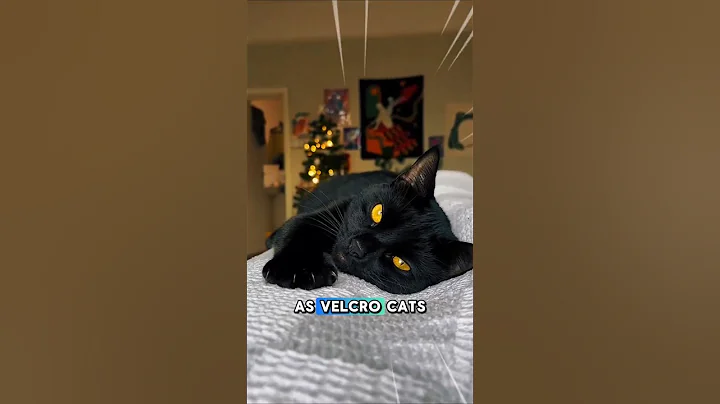 Video 11898881: bombay cat, meet bombay, cat love