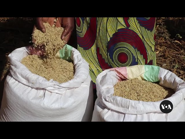 Malawi farmers learn food diversification to curb hunger | VOANews class=