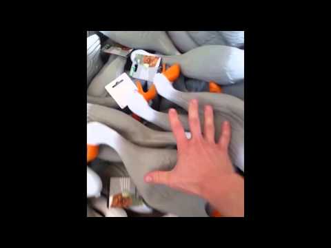 Unexpected Duck Army