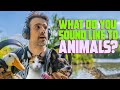 How the world sounds to animals