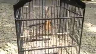 Download Lagu Ciblek gunung dada putih lokal waduk sempor brem rapet 😁 MP3