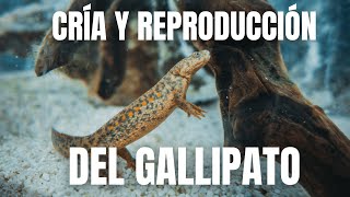 El Oceanogràfic logra la cría y la reproducción del gallipato, una especie amenazada