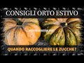 Quando raccogliere le zucche nell'Orto
