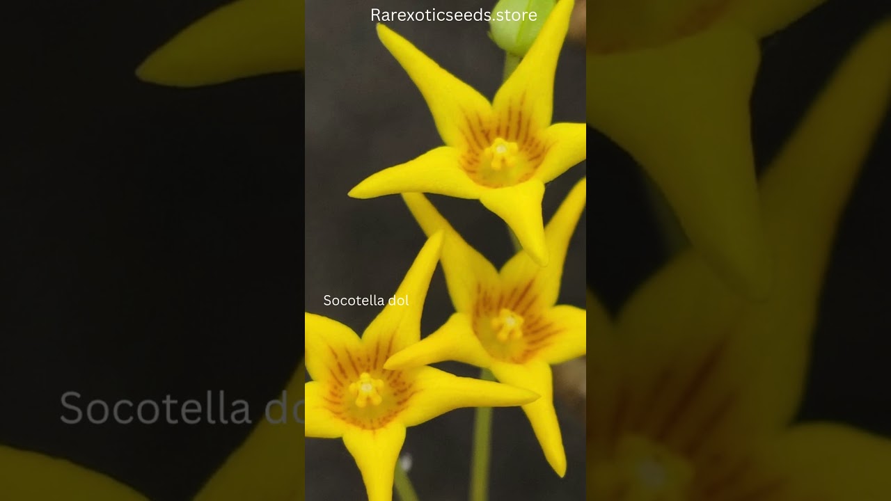 Socotella dolichocnema Yellow seeds 