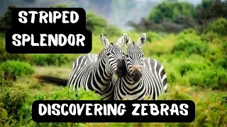 Zebras: Nature's Monochrome Marvels! by Super Wise 478 views 6 months ago 4 minutes, 17 seconds