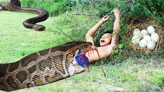 Famous Wow!! Brave Man Meet Snake Eggs Nest How Catch Big Snake By Hand Wealth