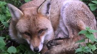 Red Fox Vulpes vulpes dog fox grooming himself