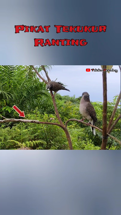 How to Catch Turtledove Birds Using Sap #pikattekukur