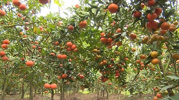 Tin Thời Sự Hôm Nay (11h30 - 23/5/2018): Vải thiều sớm của huyện Tân Yên tiêu thụ thuận lợi