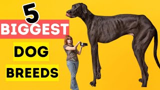 Top 5 BIGGEST Dog Breeds IN THE WORLD!