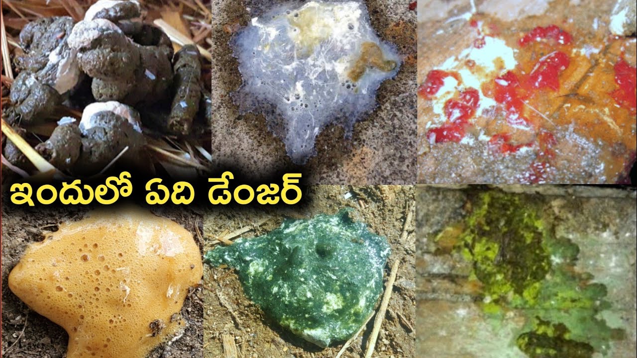 white and green motion chicken||red and white motion chicken||white and what emotion chicken