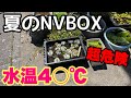 メダカ飼育容器NVBOXは超危険！最高水温4〇℃！最高水温計がすぐ分かる温度計メダカ睡蓮ビオトープ