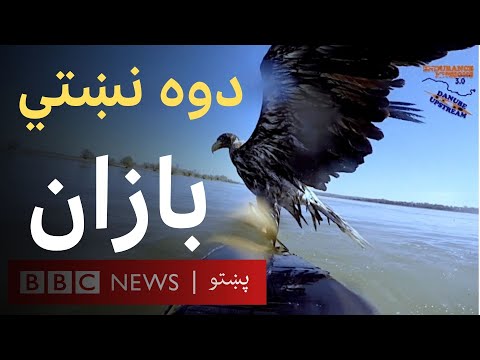 یوې جوړې دوه نښتي بازان اوبو کې له ډوبېدو وژغورل