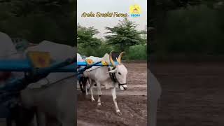 Aroha Srushti Farms- Tractor Ride Bullockcart Ride hurdaparty agritourism onedaytrip