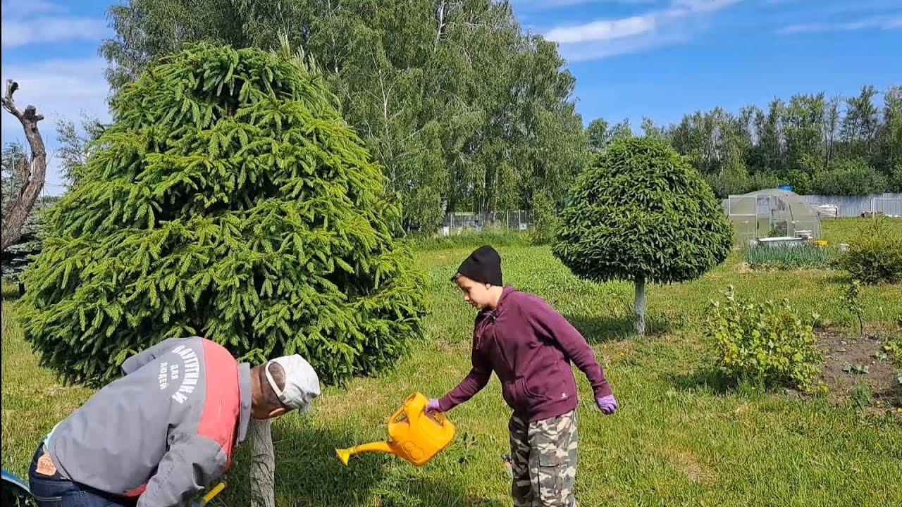 На участке растет 27 деревьев