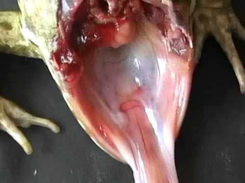 Артериальная гиперемия