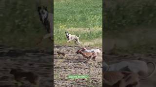 Hare chasing by hunting dogs | Greyhound Lovers #animal