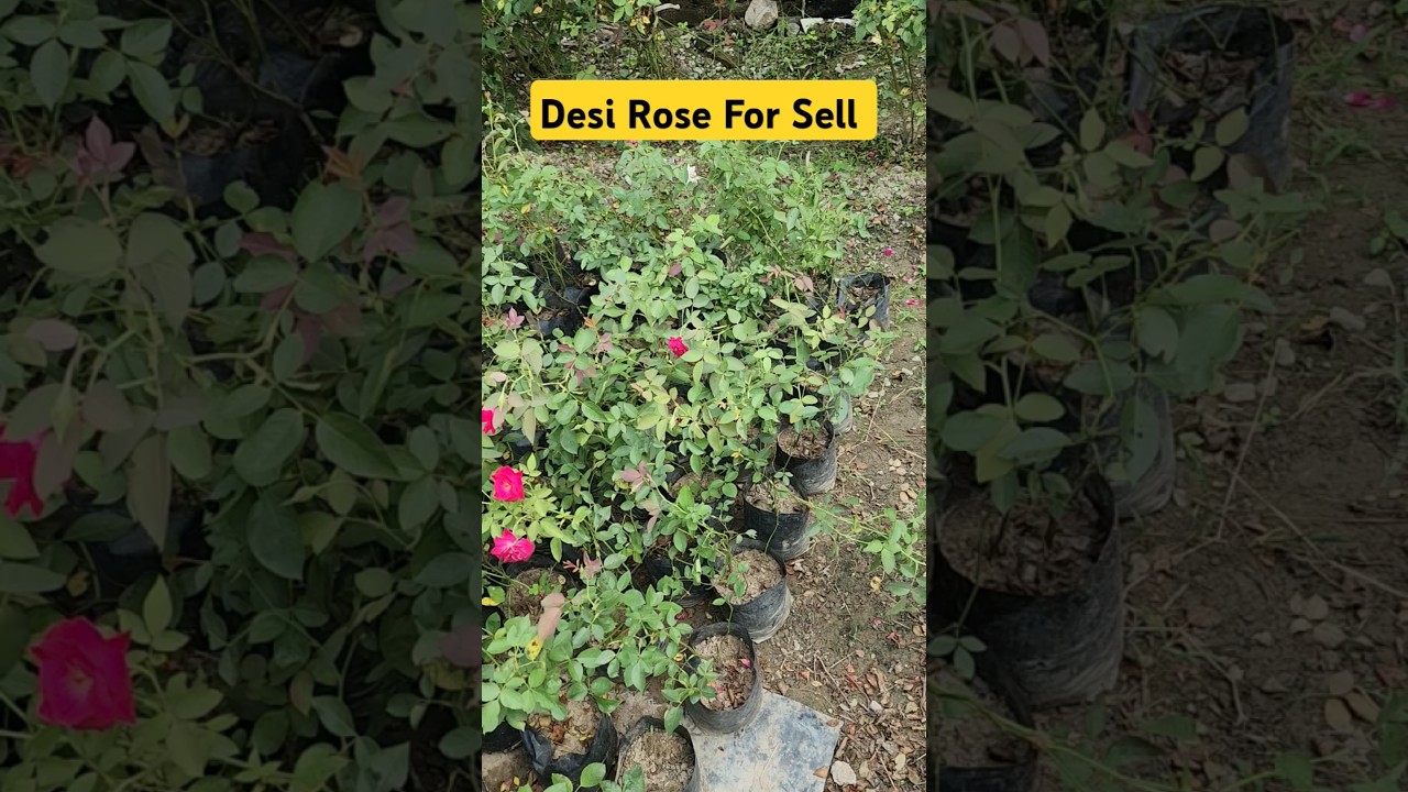 Desi Red Rose For Sell👍Plant Nursery Visit👍